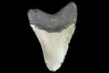 Bargain, Fossil Megalodon Tooth - North Carolina #101440-2